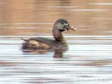 Pied-billed Grebe With Catch DSCN124886