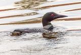 Common Loon DSCN125797