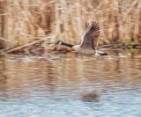 Canada Goose In Flight DSCN126552