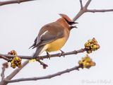 Cedar Waxwing Eating A Tree Bud DSCN126847