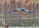 Great Blue Heron Squawking In Flight DSCN127167