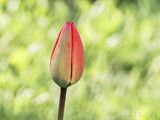 Tulip Soon To Bloom DSCN127378