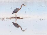 Great Blue Heron On A Mound Reflected DSCN127177