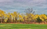 Spring Trees 90D63082