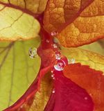 Tiny Water Droplets In Spiraea Spring Leaves DSCN127690
