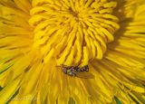 Tiny Fly On A Dandelion DSCN127937