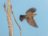 Female Red-winged Blackbird Taking Flight DSCN128526