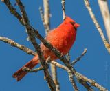 Male Northern Cardinal DSCN128241