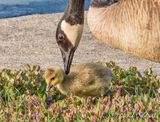 Gosling Under A Watchful Eye DSCN128879