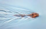 Swimming Beaver 90D64187