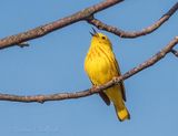 Yellow Warbler Warbling DSCN129173