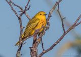 Yellow Warbler DSCN129443