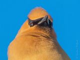 Cedar Waxwing Up Close DSCN128484