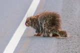 Porcupine Waiting To Cross The Road 90D64930