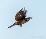 Grackle In Flight DSCN130118