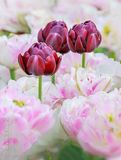 2023 Tulip Festival 90D66186