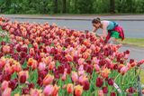 2023 Tulip Festival 90D66079