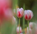 2023 Tulip Festival 90D65885