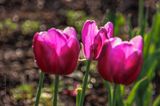 2023 Tulip Festival 90D66309