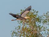 Great Blue Heron In Flight DSCN130872