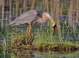 Great Blue Heron With A Catfish DSCN131433