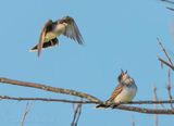 Two Eastern Kingbirds DSCN131495