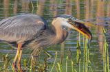 Great Blue Heron With A Catfish DSCN131440