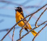 Baltimore Oriole Singing DSCN132192