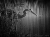 Great Blue Heron Poised To Strike DSCN132205BW