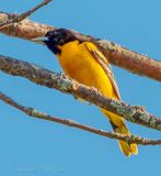 Baltimore Oriole DSCN132428