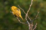 Wind Ruffled Yellow Warbler DSCN132728