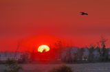 Sunrise Beyond Heron In Flight 90D68046-50