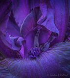 Purple Velvet Iris Close Up DSCN133124