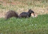 Squirrel With A Bagel DSCN133778