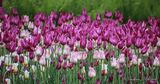 2023 Tulip Festival 90D65951