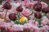 2023 Tulip Festival 90D65990