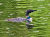 Common Loon DSCN134352
