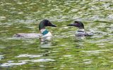 Two Common Loons DSCN134359