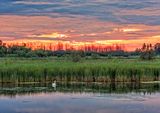 Mute Swan At Sunrise DSCN134511