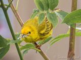 Yellow Warbler With A Mouthful Of Bugs DSCN134674