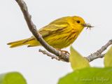 Yellow Warbler With A Mouthful Of Bugs DSCN135098