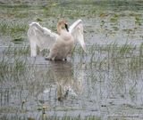 Trumpeter Swan Spreading Its Wings DSCN134619
