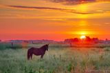 Sunrise Beyond Equine Pal 90D70773-7