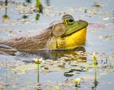 Croaking Bullfrog DSCN135731