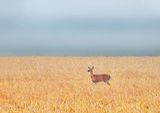 Fog Beyond Deer In Golden Field DSCN135845