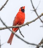 Male Northern Cardinal Singing DSCN136464