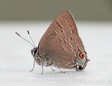 Banded Hairstreak Butterfly DSCN136656