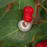 Curled Up Caterpillar Under Red Berry DSCN136858