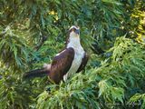 Osprey In A Tree DSCN137312