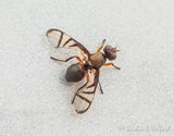 Narrow-banded Picture-winged Fly DSCN137168